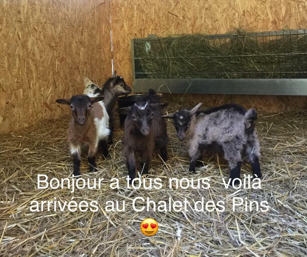 Le Chalet Des Pins 호텔 Rougeou 외부 사진